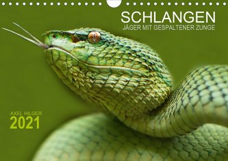 SCHLANGEN. JÄGER MIT GESPALTENER ZUNGE (Wandkalender 2021 DIN A4 quer)