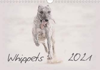 Whippet 2021 (Wandkalender 2021 DIN A4 quer)
