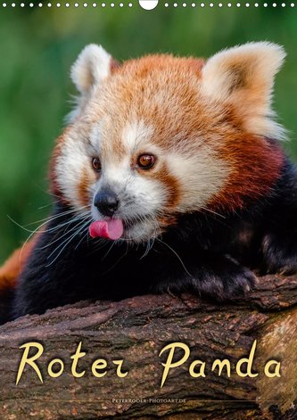 Roter Panda (Wandkalender 2021 DIN A3 hoch)