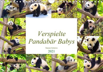 Pandabär Babys (Wandkalender 2021 DIN A4 quer)
