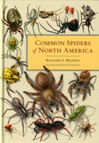Common Spiders of North America